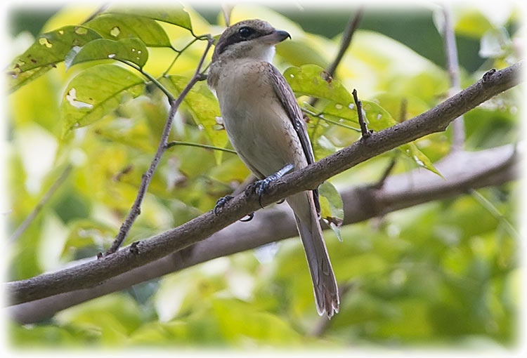 Brown shrike, Lanius cristatus, นกอีเสือสีน้ำตาล