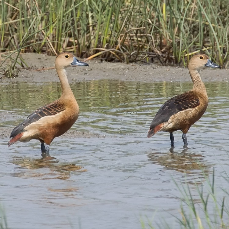 Lesser Whistling Duck, Dendrocygna javanica, Indian Whistling Duck, Lesser Whistling Teal, เป็ดแดง