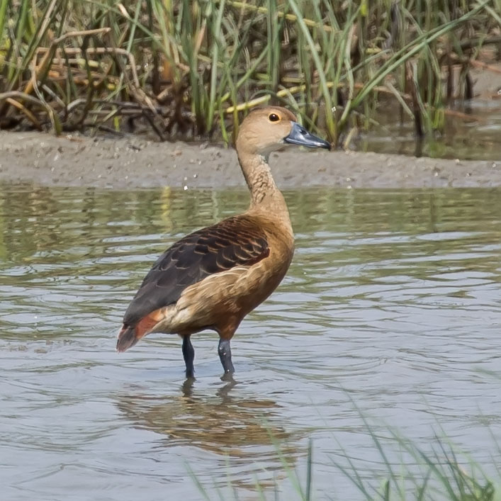 Lesser Whistling Duck, Dendrocygna javanica, Indian Whistling Duck, Lesser Whistling Teal, เป็ดแดง