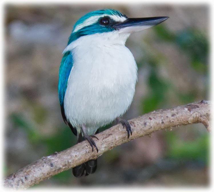 Pacific Kingfisher, Todiramphus sacer