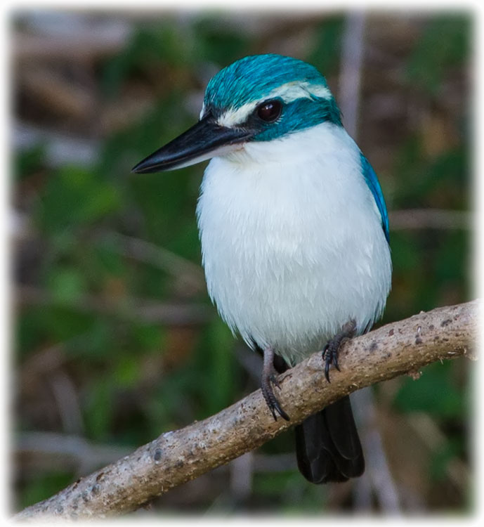 Pacific Kingfisher, Todiramphus sacer