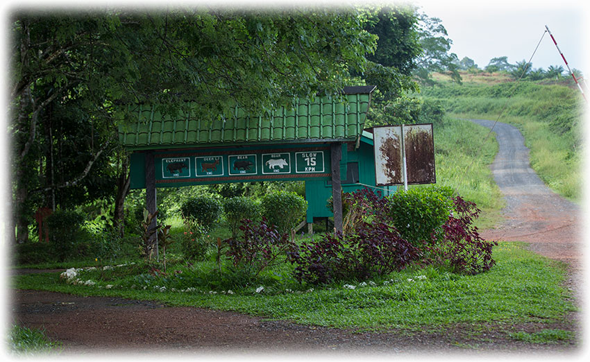 Birding/ Bird watching in Tabin Wildlife Reserve, Borneo