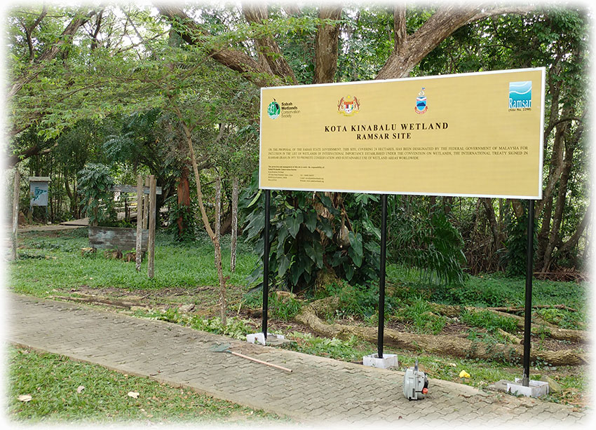 Birding/ Bird watching at Kota Kinabalu Wetland Centre, Borneo