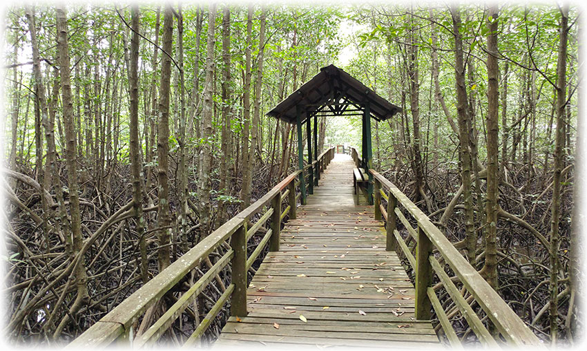 Birding/ Bird watching at Kota Kinabalu Wetland Centre, Borneo