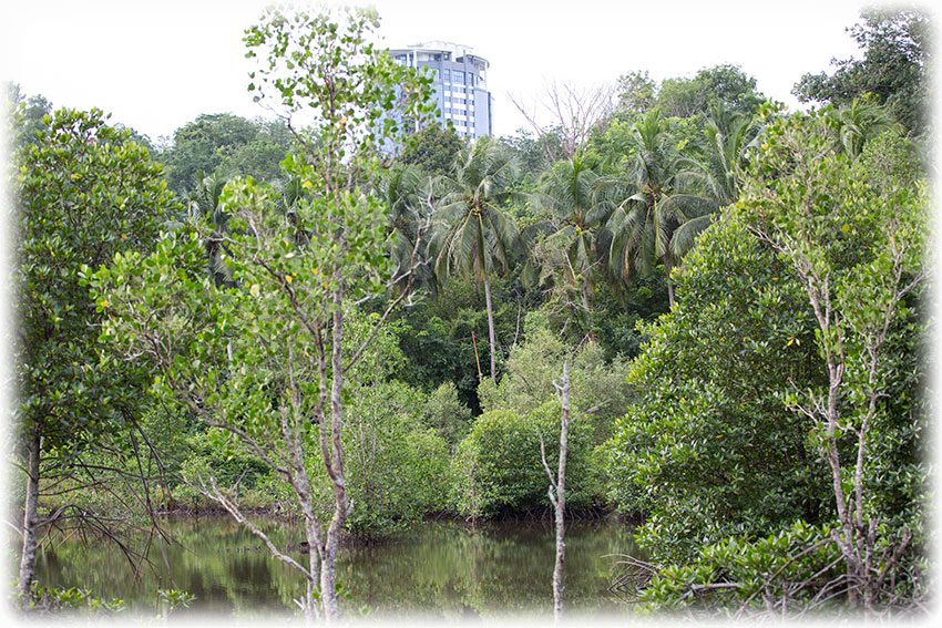 Birding/ Bird watching at Kota Kinabalu Wetland Centre, Borneo