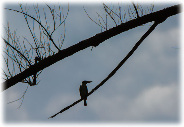 Birding/ Bird watching in Tanjung Aru Beach/ Prince Philip Park in Kota Kinabalu, Borneo