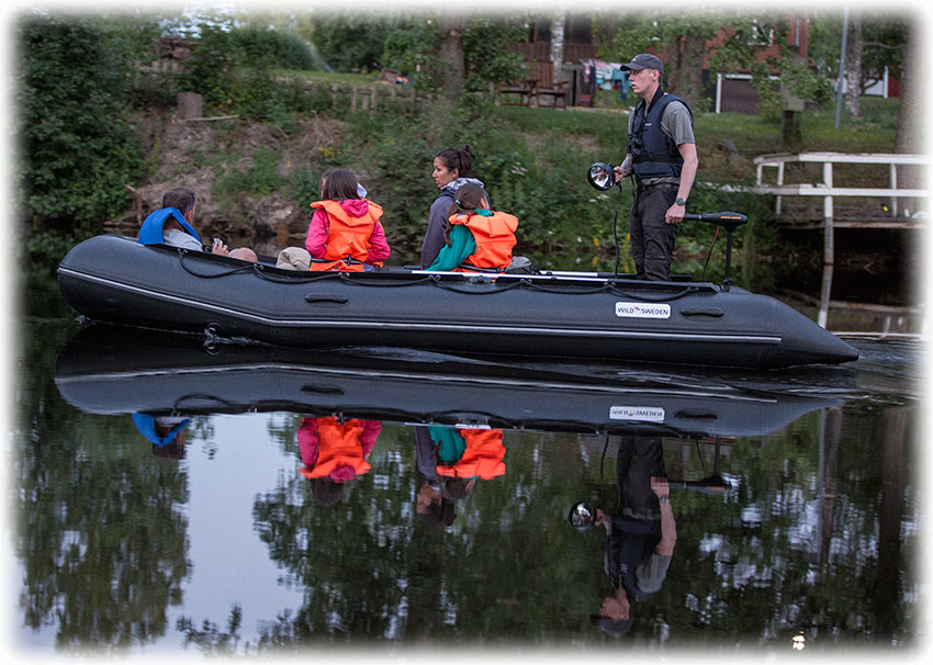 Wild Sweden beaver safari