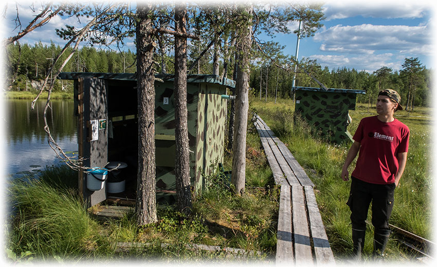 Wild Brown Bear - Kuhmo, Finland