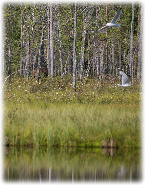 Wild Brown Bear - Kuhmo, Finland