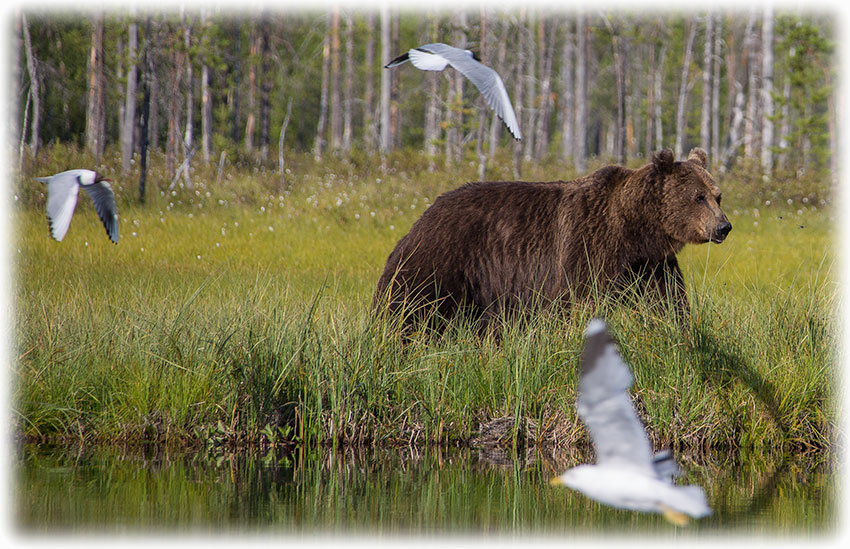 Wild Brown Bear - Kuhmo, Finland