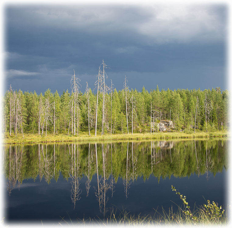 Wild Brown Bear - Kuhmo, Finland