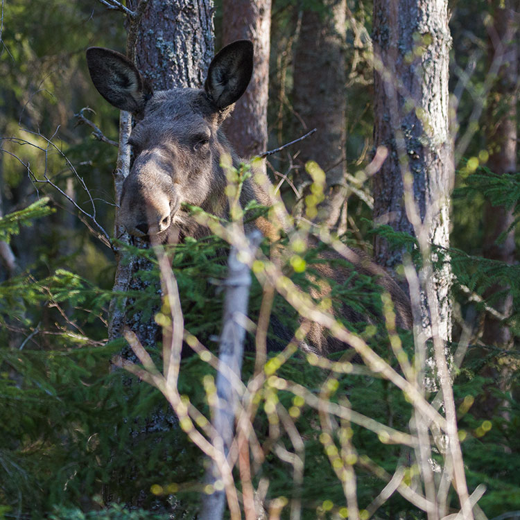 Birding/ Bird watching in Tiveden - Moose