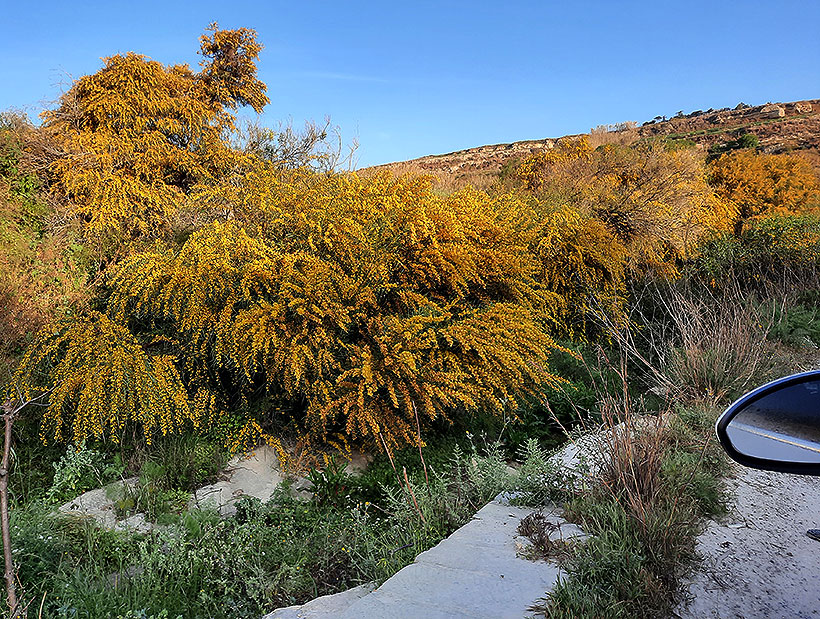 Birding/ Bird watching on Malta - Chadwick Lakes