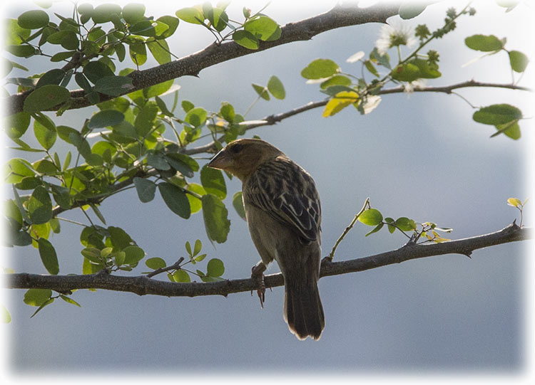 Bird watching in Phetchaburi Rice Fields