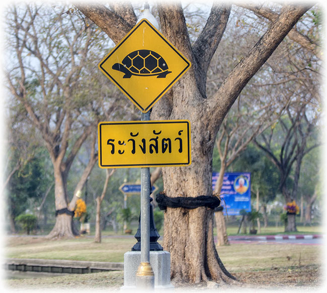 Birding/ Bird watching in Suan Phutthamonthon (Phutthamonthon Park) - Bangkok, Thailand