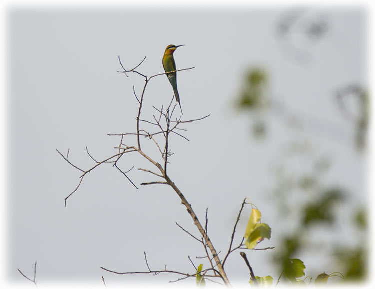 Birding/ Bird watching in Suan Phutthamonthon (Phutthamonthon Park) - Bangkok, Thailand