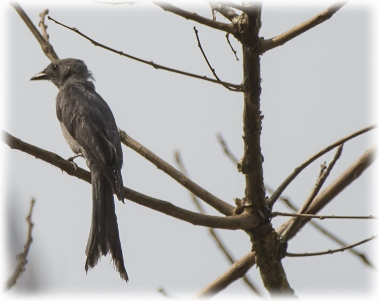 Birding/ Bird watching in Suan Phutthamonthon (Phutthamonthon Park) - Bangkok, Thailand