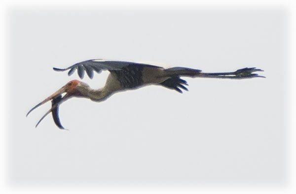 Birding/ Bird watching in Bangkok - Painted Stork