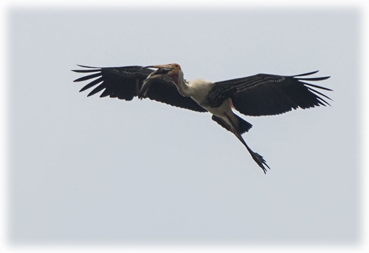 Birding/ Bird watching in Bangkok - Painted Stork