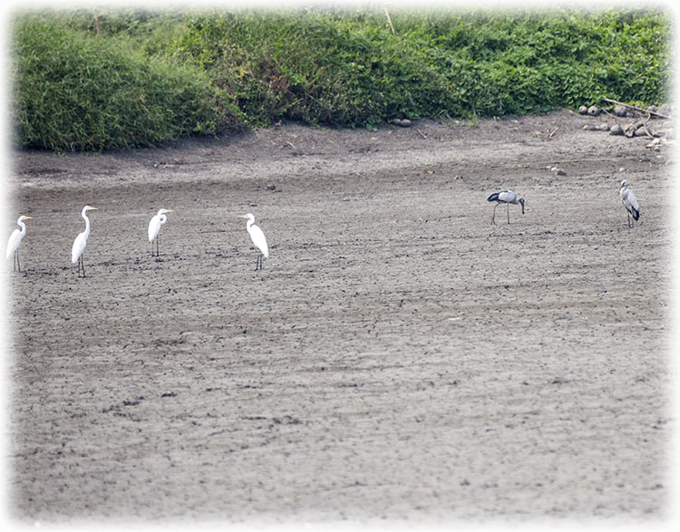 Birding/ Bird watching in Bangkok