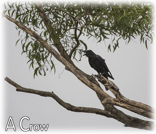 Birding/ Bird watching in Suan Phutthamonthon (Phutthamonthon Park) - Bangkok, Thailand