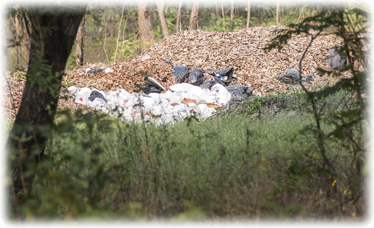 Birding/ Bird watching in Suan Phutthamonthon (Phutthamonthon Park) - Bangkok, Thailand