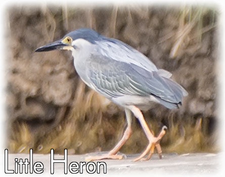 Striated Heron, Little heron, Butorides striata, นกยางเขียว