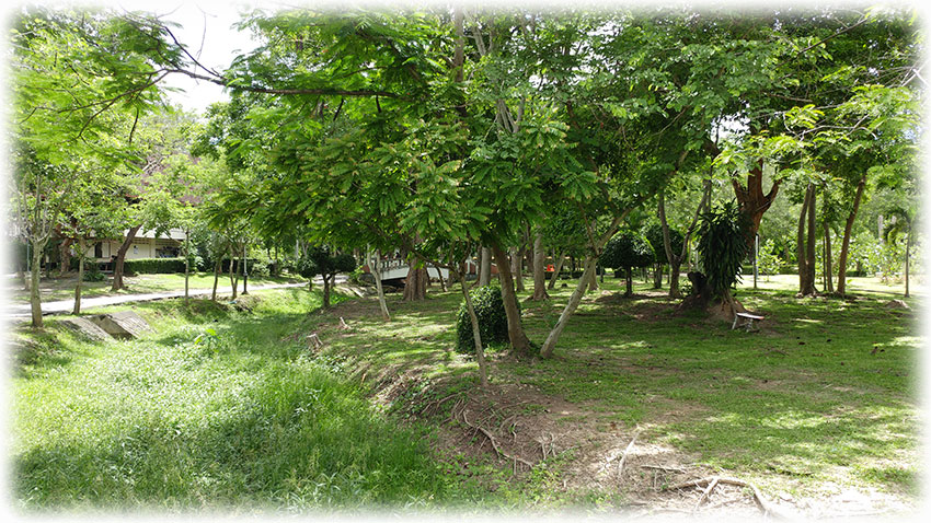 Birding/ Bird watching in Lanna Rama 9 Park, Chiang Mai