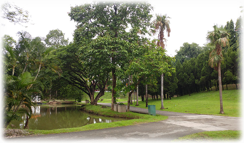 Birding/ Bird watching in Lanna Rama 9 Park, Chiang Mai