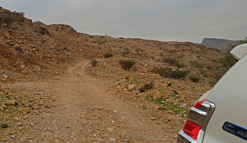 Birding/ Bird watching in Wadi Sireen in the Al Hajar Mountains, Oman