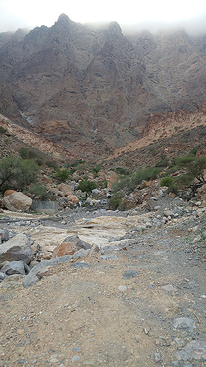 Birding/ Bird watching in Wadi Sireen in the Al Hajar Mountains, Oman