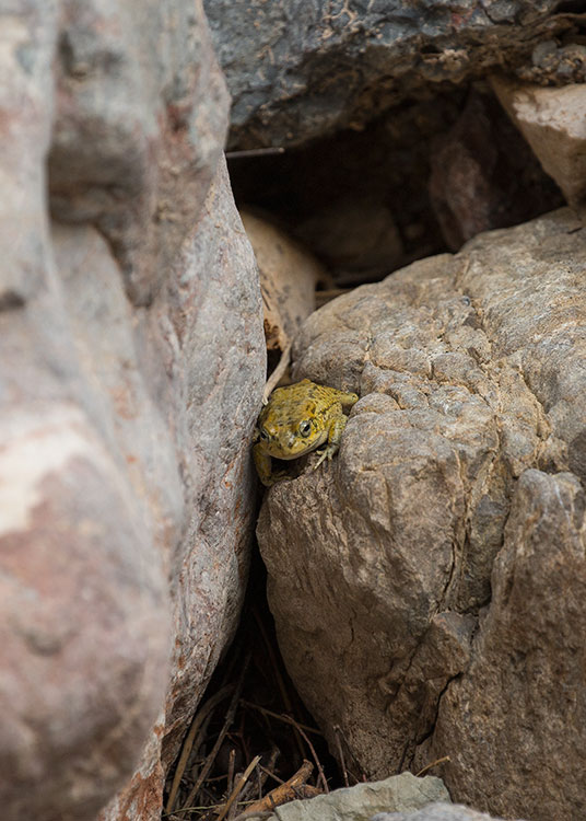 Birding/ Bird watching in Wadi Sireen in the Al Hajar Mountains, Oman