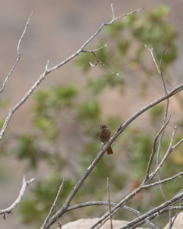 Birding/ Bird watching in Wadi Sireen in the Al Hajar Mountains, Oman