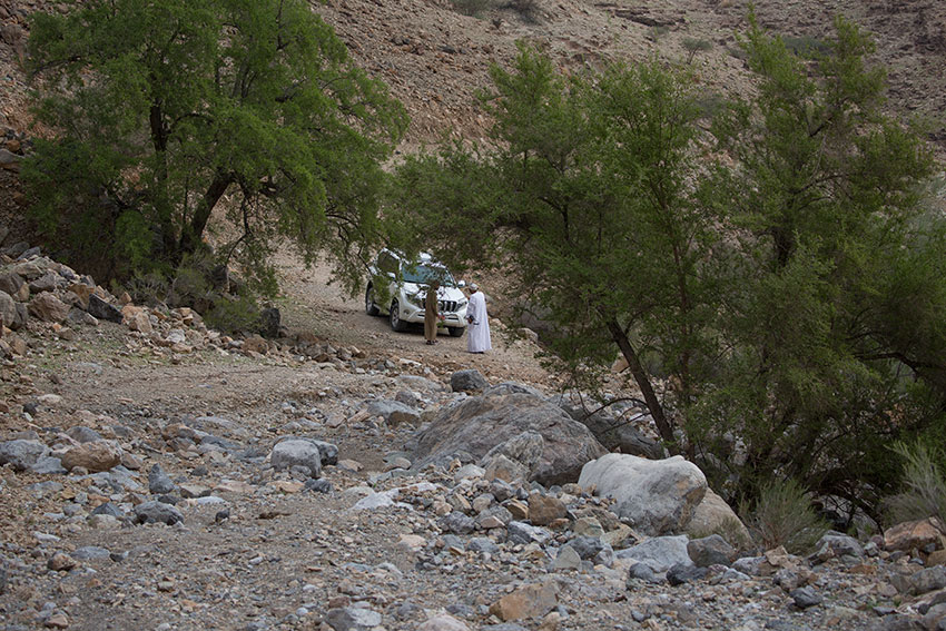 Birding/ Bird watching in Wadi Sireen in the Al Hajar Mountains, Oman