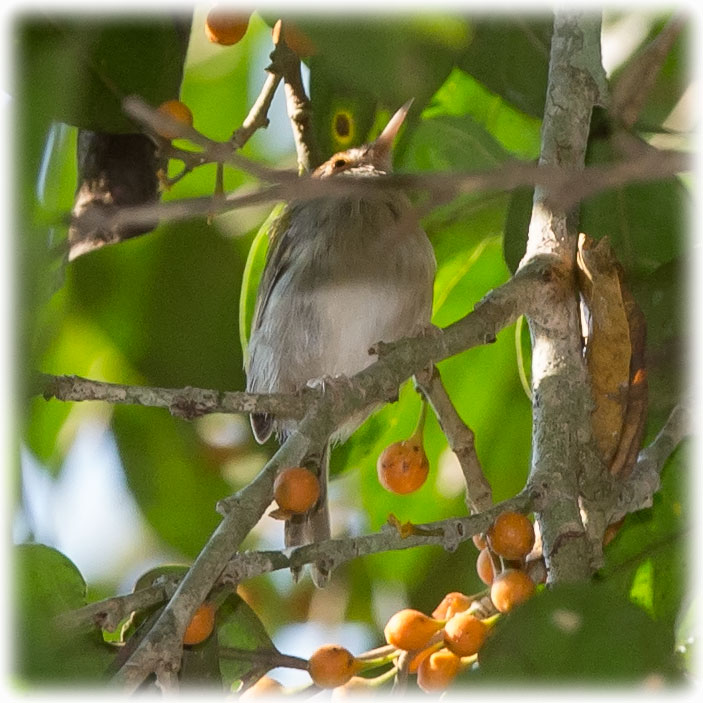 Birding/ Bird watching at Doi Chiang Dao, Thailand - Wat Tham Pha Plong