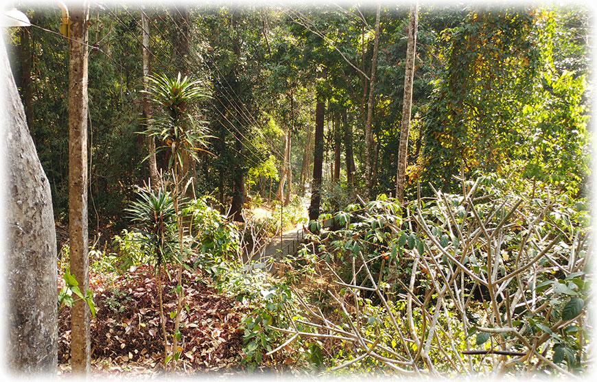 Birding/ Bird watching at Doi Chiang Dao, Thailand - Wat Tham Pha Plong