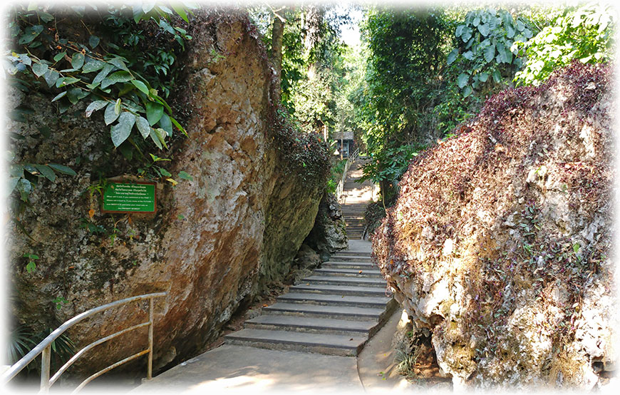 Birding/ Bird watching at Doi Chiang Dao, Thailand - Wat Tham Pha Plong