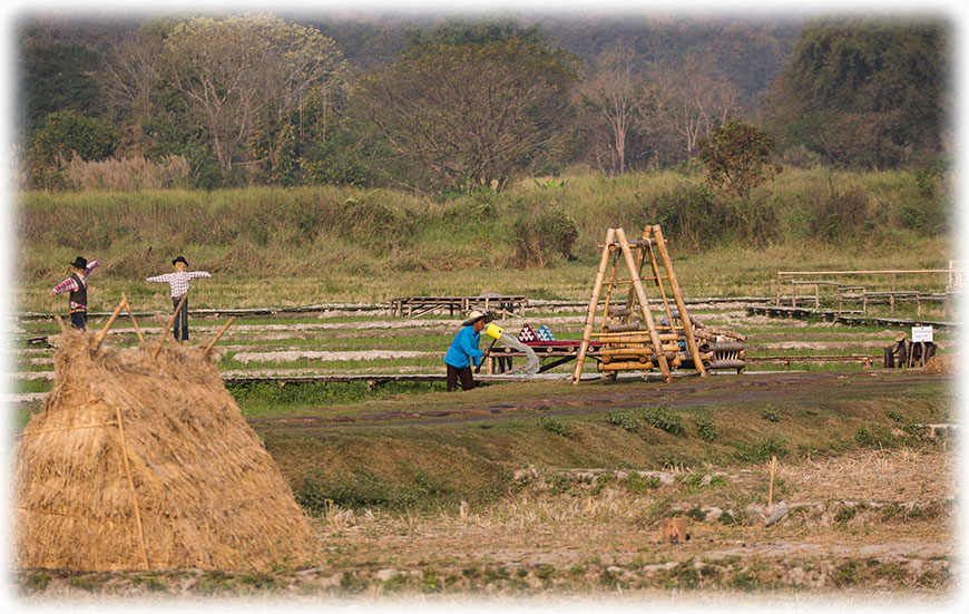 Birding/ Bird watching in Huai Tueng Thao, Chiang Mai, Thailand