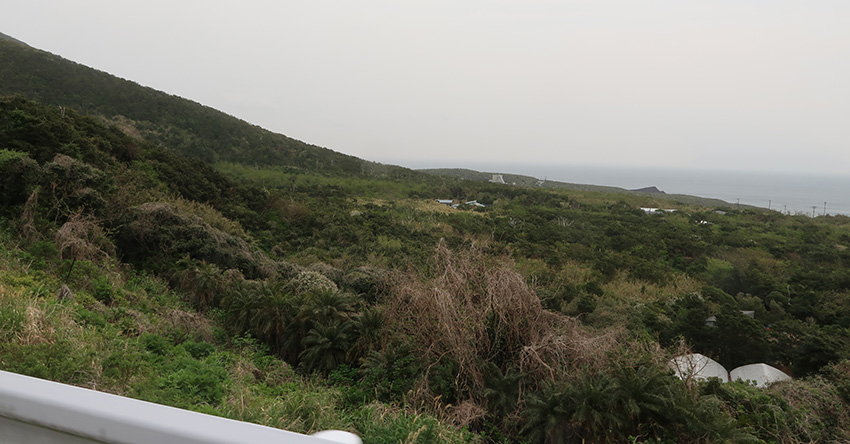 Birding/ Bird watching in Japan - Miakejima