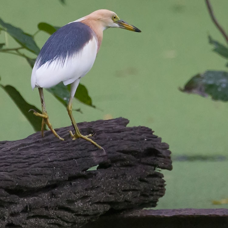 Birding/ Bird watching in Suan Rot Fai/ Queen Sirikit Park in Bangkok, Thailand