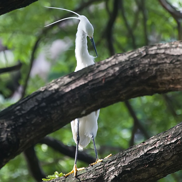 Little Egret, Egretta garzetta, นกยางเปีย, コサギ