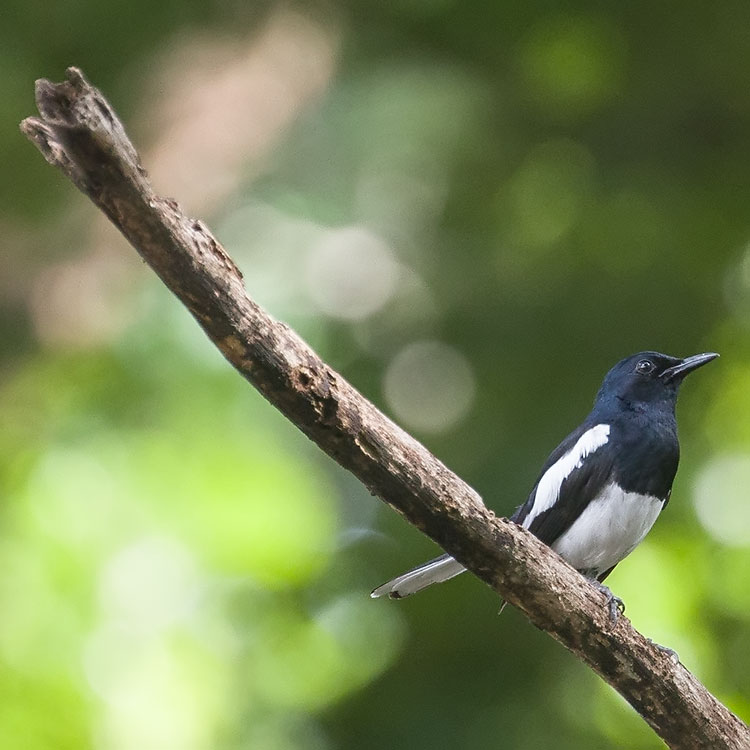 Oriental Magpie Robin, Copsychus saularis, นกกางเขนบ้าน