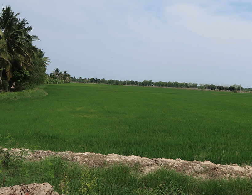 Birding/ Bird watching at Praek Nam Daeng Marshlands & Fish Ponds (general area), Samut Songkhram, Thailand