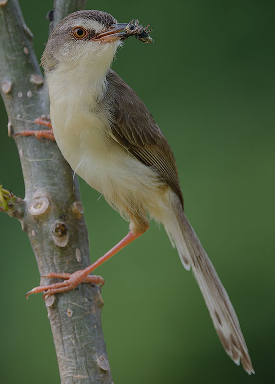 Plain Prinia, Prinia inornata, นกกระจิบหญ้าสีเรียบ