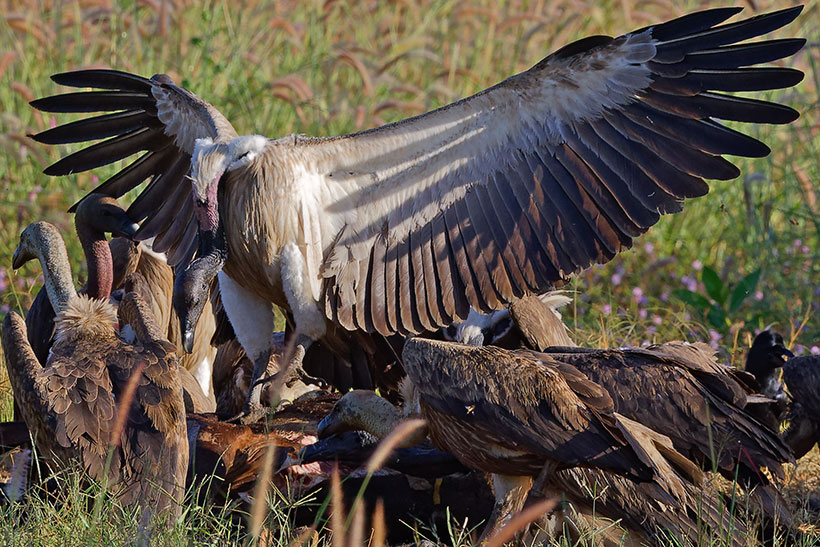 Bird watching in Cambodia with Cambodia Bird Guide Association (CBGA) - Boeng Toal Vulture Restaurant - Slender-billed Vulture