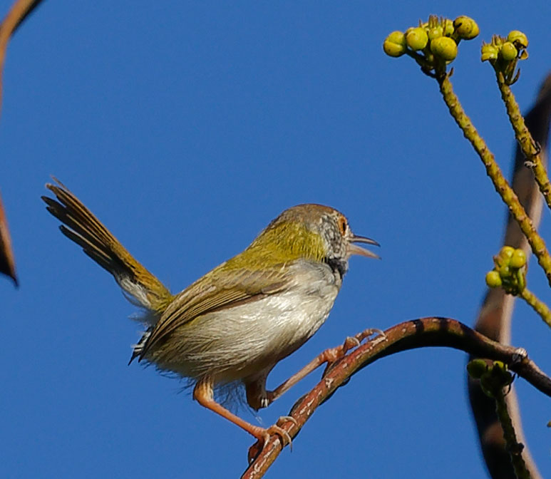 Ankor Botanical Garden - Common Tailorbird
