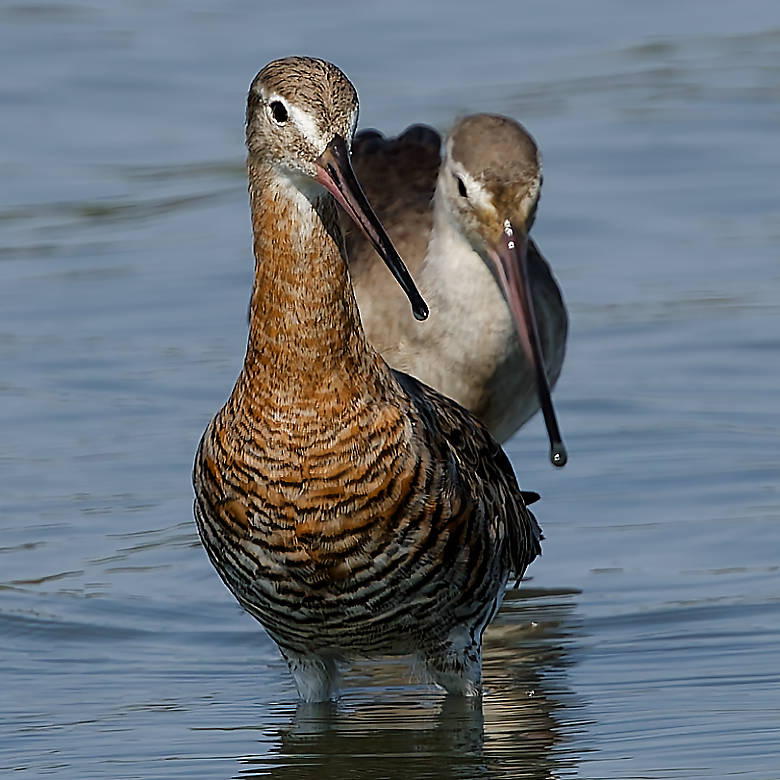 Black-tailed Godwit
