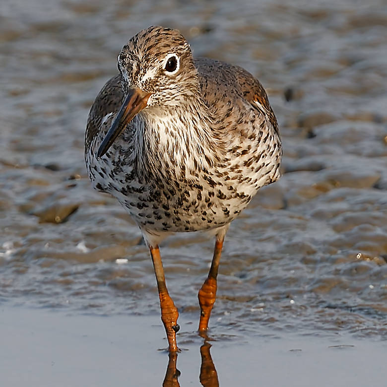 Common Redshank