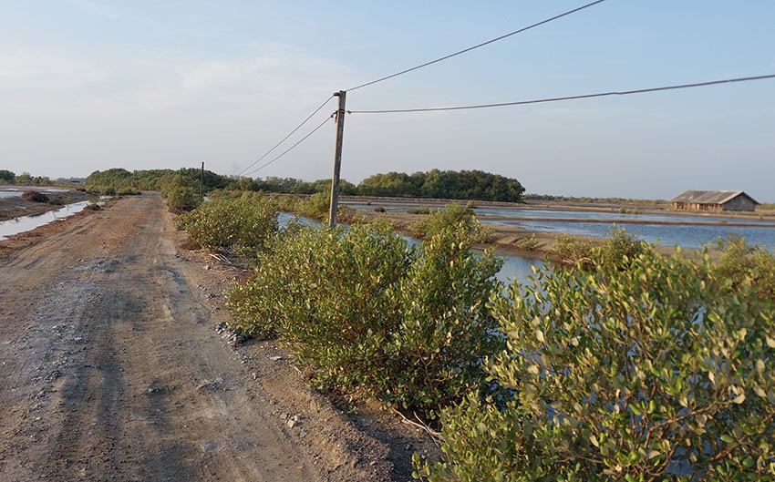 Bird watching at eBird hotspot: Bang Pakong--The Gleua Café salt pans