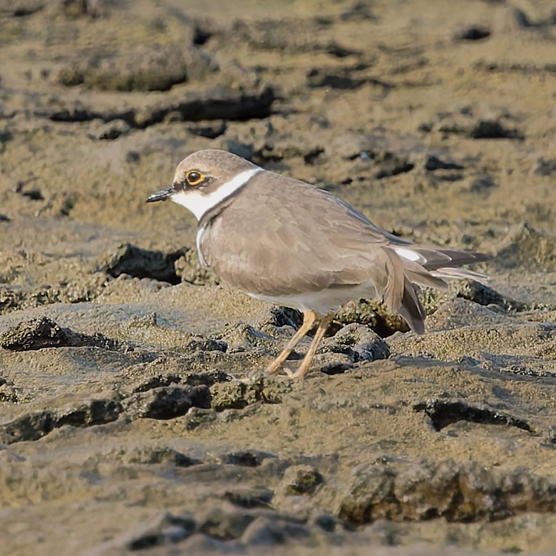 Little Ringed Plover